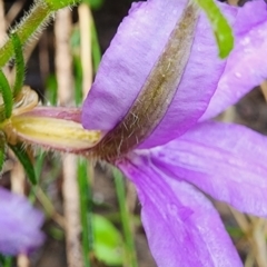 Scaevola ramosissima at Murramarang National Park - 26 Dec 2023