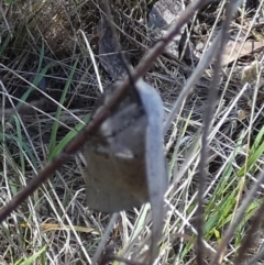 Gastrophora henricaria at Bicentennial Park - 26 Dec 2023 08:09 AM