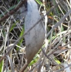 Gastrophora henricaria at Bicentennial Park - 26 Dec 2023