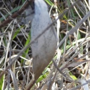 Gastrophora henricaria at Bicentennial Park - 26 Dec 2023