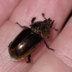 Lamprima aurata (Golden stag beetle) at Queanbeyan West, NSW - 26 Dec 2023 by Paul4K