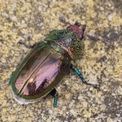 Lamprima aurata at QPRC LGA - 26 Dec 2023 11:54 AM