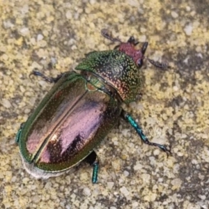 Lamprima aurata at QPRC LGA - 26 Dec 2023 11:54 AM