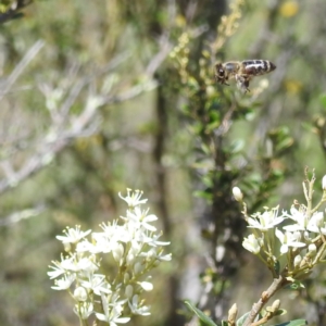 Apis mellifera at McQuoids Hill NR (MCQ) - 22 Dec 2023