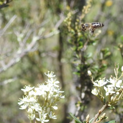 Apis mellifera (European honey bee) at McQuoids Hill - 22 Dec 2023 by HelenCross