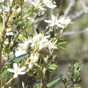 Apis mellifera at McQuoids Hill NR (MCQ) - 22 Dec 2023