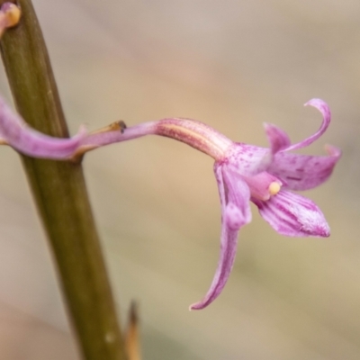 Dipodium roseum (Rosy Hyacinth Orchid) at Tidbinbilla Nature Reserve - 22 Dec 2023 by SWishart