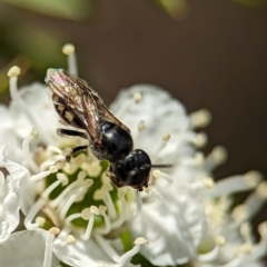 Euhesma nitidifrons (A plasterer bee) at Denman Prospect, ACT - 25 Dec 2023 by Miranda