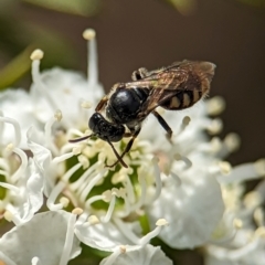 Euhesma nitidifrons at Denman Prospect, ACT - 26 Dec 2023