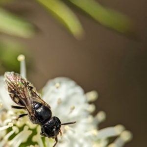 Euhesma nitidifrons at Denman Prospect, ACT - 26 Dec 2023