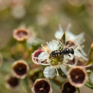 Euhesma nitidifrons at Denman Prospect, ACT - 26 Dec 2023