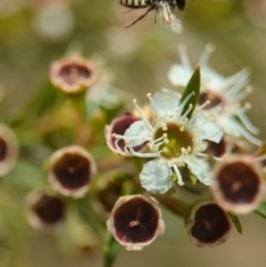 Euhesma nitidifrons at Denman Prospect, ACT - 26 Dec 2023