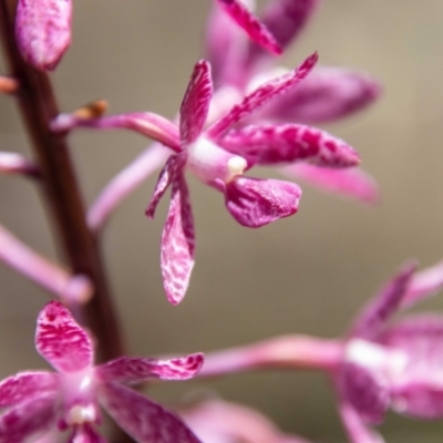 Dipodium punctatum (Blotched Hyacinth Orchid) at Tidbinbilla Nature Reserve - 22 Dec 2023 by SWishart