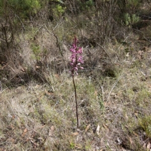 Dipodium punctatum at Tidbinbilla Nature Reserve - 22 Dec 2023