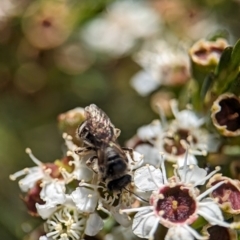 Lasioglossum (Chilalictus) sp. (genus & subgenus) (Halictid bee) at Block 402 - 26 Dec 2023 by Miranda