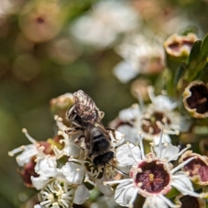 Lasioglossum (Chilalictus) sp. (genus & subgenus) at Denman Prospect 2 Estate Deferred Area (Block 12) - 26 Dec 2023