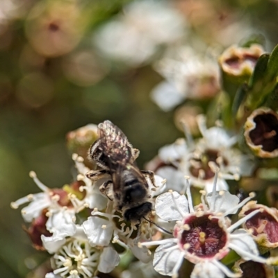 Lasioglossum (Chilalictus) sp. (genus & subgenus) (Halictid bee) at Denman Prospect, ACT - 26 Dec 2023 by Miranda