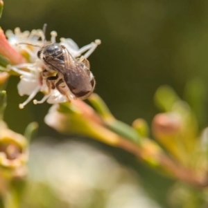 Lasioglossum (Chilalictus) sp. (genus & subgenus) at Denman Prospect 2 Estate Deferred Area (Block 12) - 26 Dec 2023