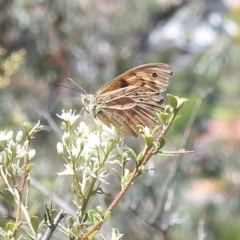 Heteronympha merope (Common Brown Butterfly) at McQuoids Hill - 22 Dec 2023 by HelenCross