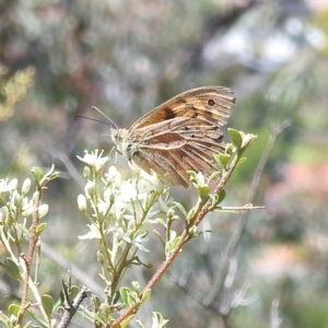 Heteronympha merope at McQuoids Hill NR (MCQ) - 22 Dec 2023 11:44 AM