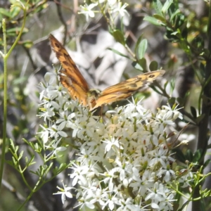 Heteronympha merope at McQuoids Hill NR (MCQ) - 22 Dec 2023 11:44 AM