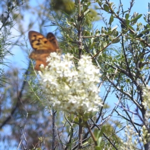 Heteronympha merope at McQuoids Hill NR (MCQ) - 22 Dec 2023 11:44 AM