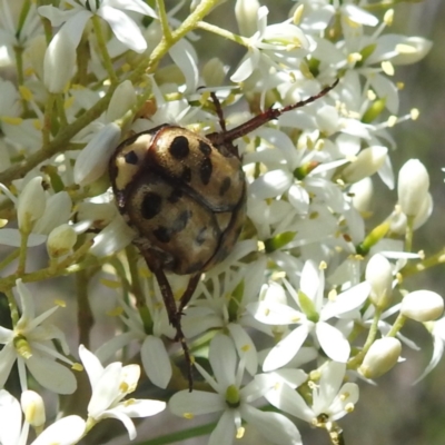 Neorrhina punctatum (Spotted flower chafer) at McQuoids Hill NR (MCQ) - 22 Dec 2023 by HelenCross