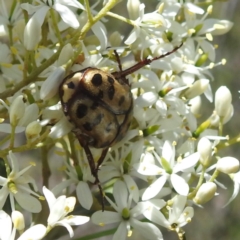 Neorrhina punctata (Spotted flower chafer) at McQuoids Hill - 22 Dec 2023 by HelenCross