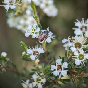 Lasioglossum (Parasphecodes) sp. (genus & subgenus) at Denman Prospect 2 Estate Deferred Area (Block 12) - 26 Dec 2023 11:28 AM