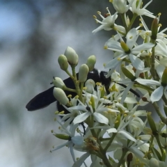 Tiphiidae (family) (Unidentified Smooth flower wasp) at McQuoids Hill - 22 Dec 2023 by HelenCross