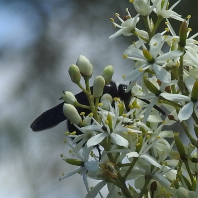 Tiphiidae (family) (Unidentified Smooth flower wasp) at Kambah, ACT - 22 Dec 2023 by HelenCross