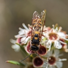 Unidentified Flower wasp (Scoliidae or Tiphiidae) at Denman Prospect, ACT - 26 Dec 2023 by Miranda