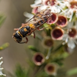 Thynninae (subfamily) at Block 402 - 26 Dec 2023