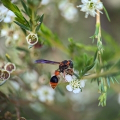 Eumeninae (subfamily) (Unidentified Potter wasp) at Denman Prospect, ACT - 26 Dec 2023 by Miranda