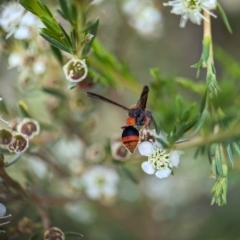 Eumeninae (subfamily) at Denman Prospect 2 Estate Deferred Area (Block 12) - 26 Dec 2023