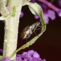 Stomorhina sp. (genus) (Snout fly) at Downer, ACT - 26 Dec 2023 by RobertD