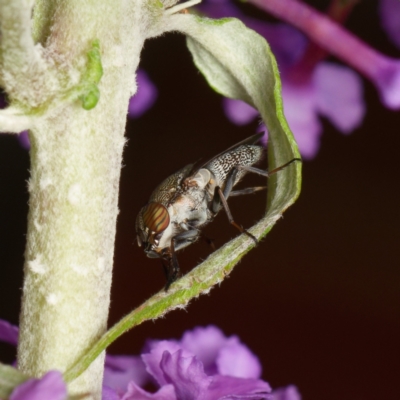 Stomorhina sp. (genus) (Snout fly) at Downer, ACT - 26 Dec 2023 by RobertD