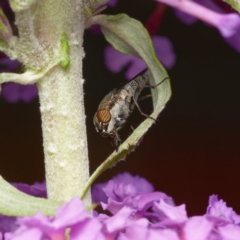 Stomorhina sp. (genus) at Downer, ACT - 26 Dec 2023 05:39 PM