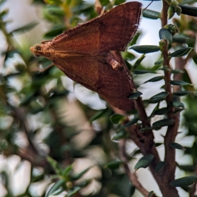 Endotricha pyrosalis (A Pyralid moth (Endotrichinae) at Block 402 - 26 Dec 2023 by Miranda