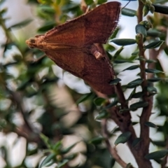 Endotricha pyrosalis (A Pyralid moth) at Bluetts Block Area - 26 Dec 2023 by Miranda