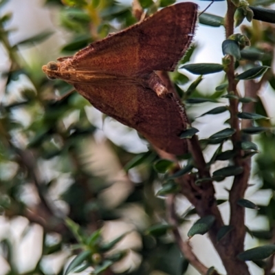 Endotricha pyrosalis (A Pyralid moth) at Denman Prospect, ACT - 26 Dec 2023 by Miranda