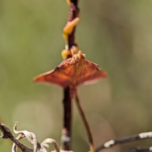 Endotricha pyrosalis at Bluetts Block (402, 403, 12, 11) - 26 Dec 2023