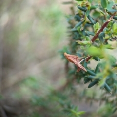 Endotricha pyrosalis at Bluetts Block (402, 403, 12, 11) - 26 Dec 2023