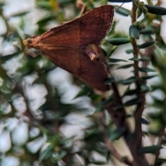 Endotricha pyrosalis at Bluetts Block (402, 403, 12, 11) - 26 Dec 2023