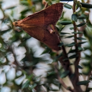 Endotricha pyrosalis at Bluetts Block (402, 403, 12, 11) - 26 Dec 2023