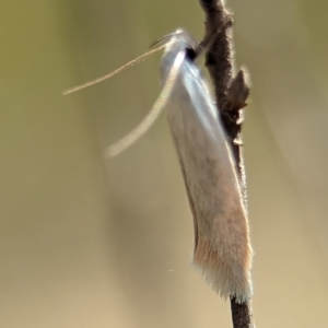 Oecophoridae (family) at Bluetts Block (402, 403, 12, 11) - 26 Dec 2023