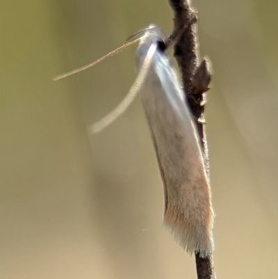 Oecophoridae (family) (Unidentified Oecophorid concealer moth) at Piney Ridge - 26 Dec 2023 by Miranda