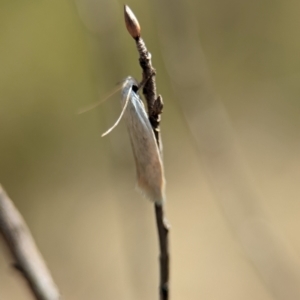 Oecophoridae (family) at Bluetts Block (402, 403, 12, 11) - 26 Dec 2023 11:04 AM