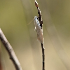 Oecophoridae (family) at Bluetts Block (402, 403, 12, 11) - 26 Dec 2023