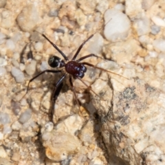 Habronestes bradleyi (Bradley's Ant-Eating Spider) at Tidbinbilla Nature Reserve - 22 Dec 2023 by SWishart